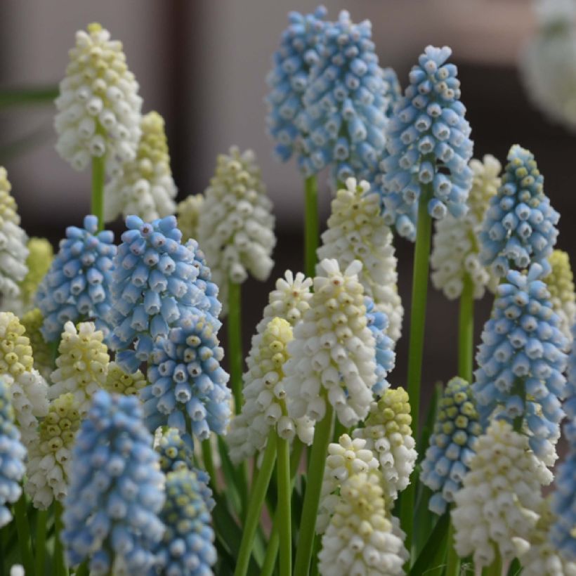 Sammlung Muscari Magic (Flowering)