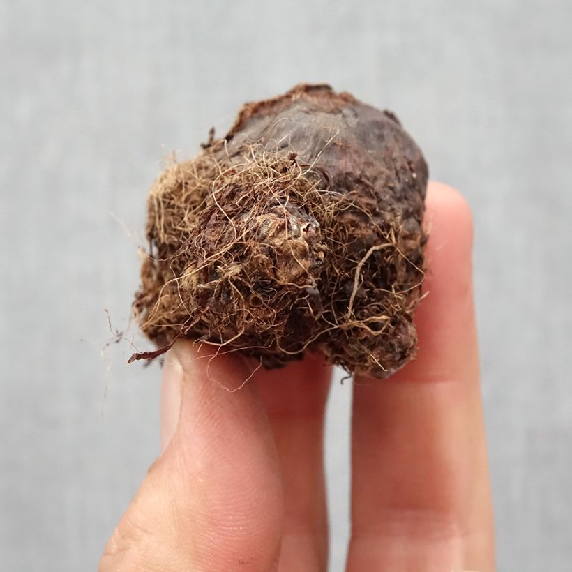 Example of Colocasia Black magic - Taro Zwiebel size I as you get in printemps