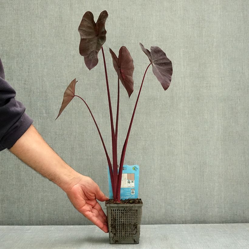 Exemplar von Colocasia Black magic - Taro Kleine Töpfe von 8/9 cm wie im Sommer geliefert