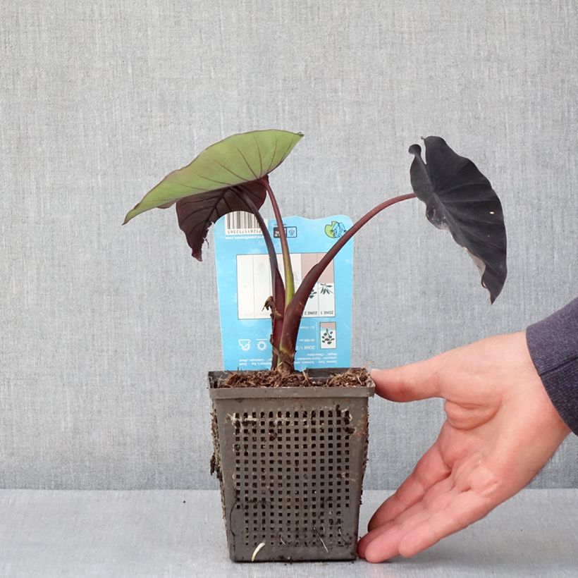 Example of Colocasia Black magic - Taro Kleine Töpfe von 8/9 cm as you get in printemps