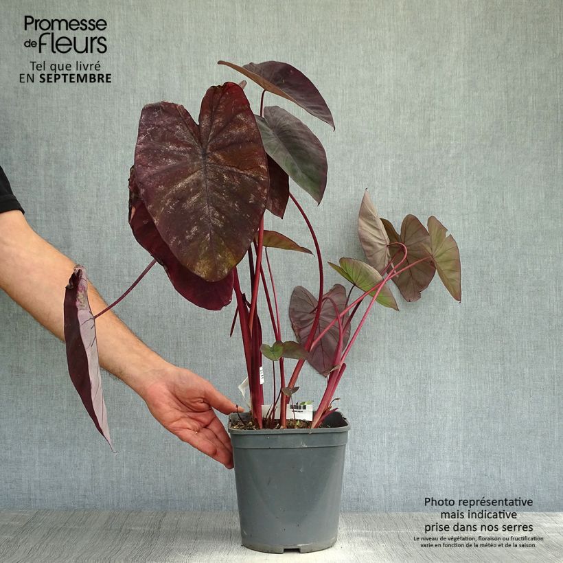 Example of Colocasia Black magic - Taro Topf mit 4L/5L as you get in automne