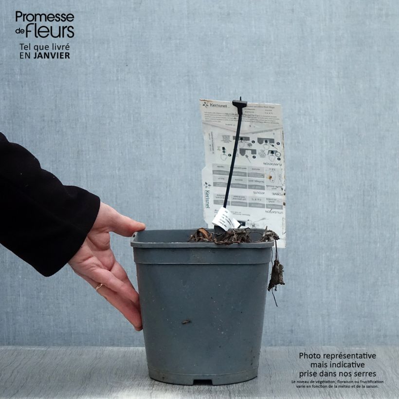 Exemplar von Colocasia Black magic - Taro Topf mit 4L/5L wie im Winter geliefert