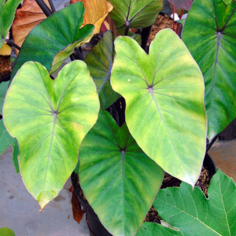 Colocasia esculenta var. fontanesii Black Stem - Taro (Foliage)