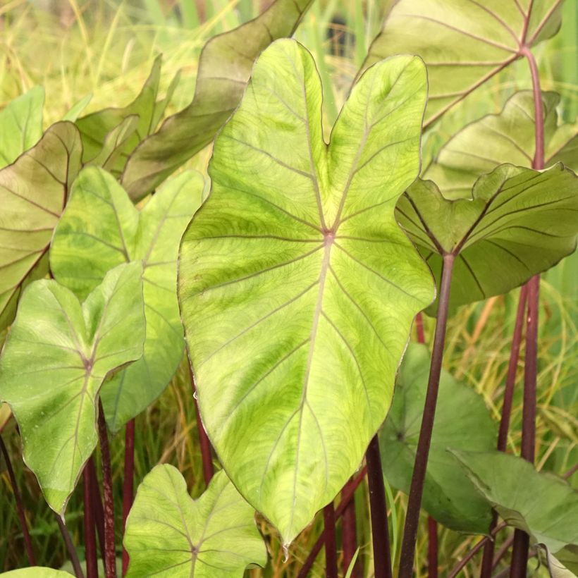 Colocasia esculenta Fontanesii - Taro (Foliage)