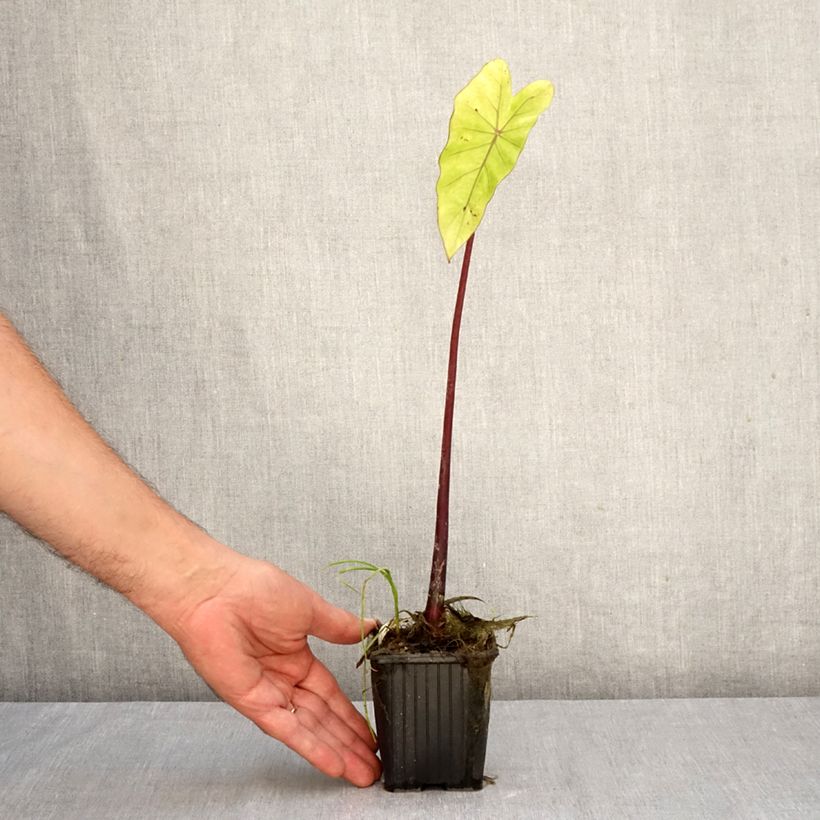 Exemplar von Colocasia esculenta Fontanesii - Taro Kleine Töpfe von 8/9 cm wie im Herbst geliefert