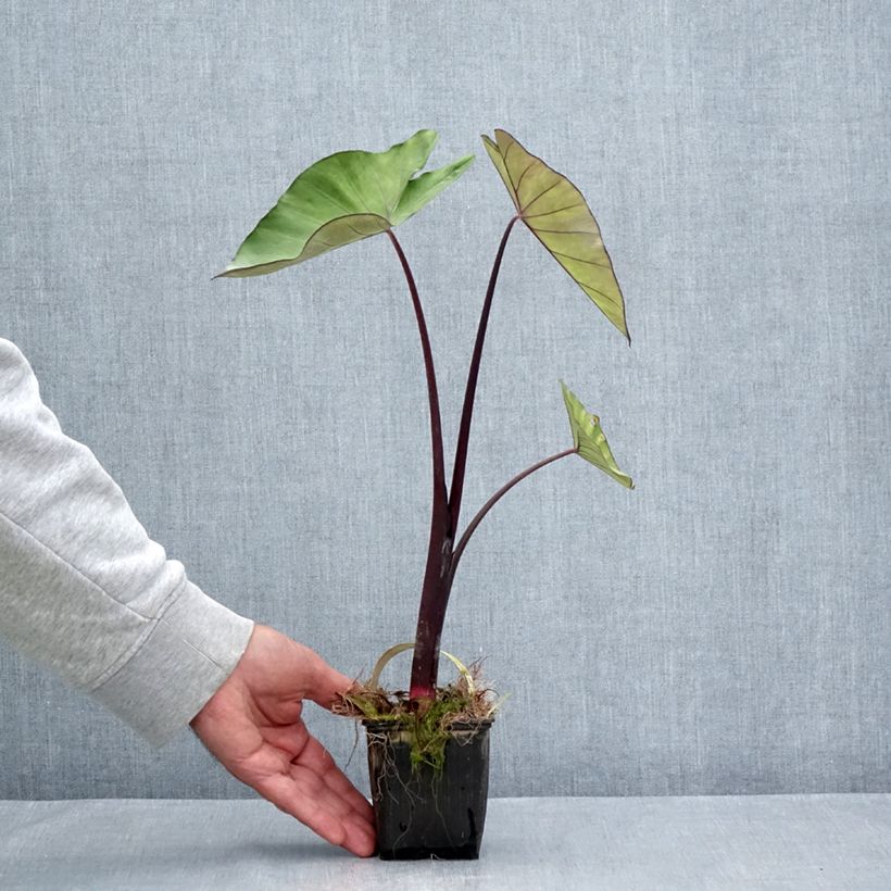 Example of Colocasia esculenta Fontanesii - Taro Kleine Töpfe von 8/9 cm as you get in ete
