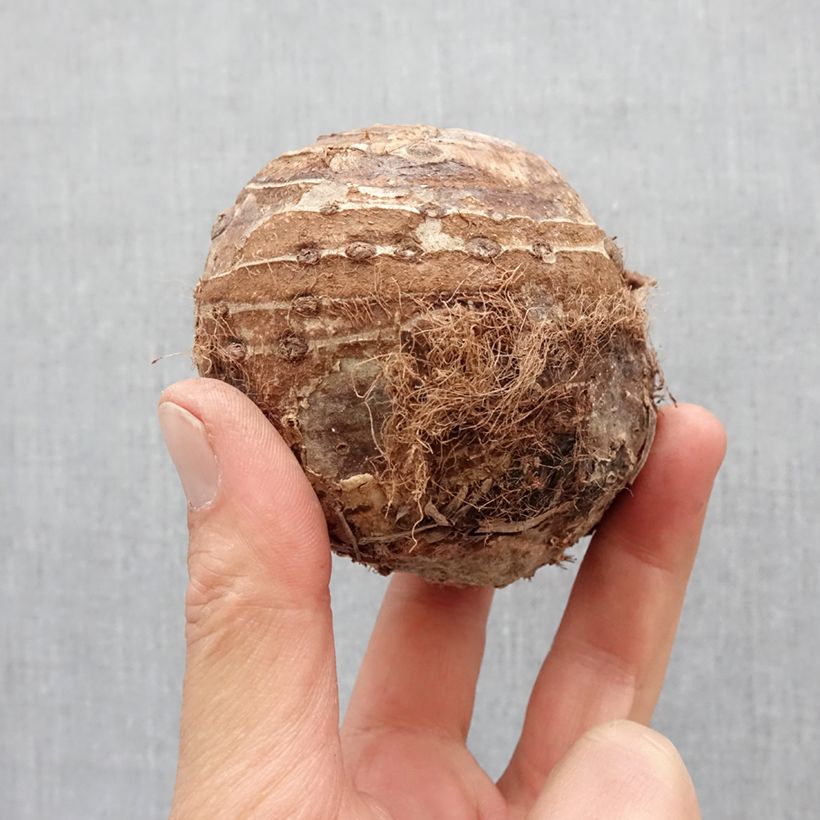 Example of Colocasia esculenta - Taro Zwiebel size 32+ as you get in printemps