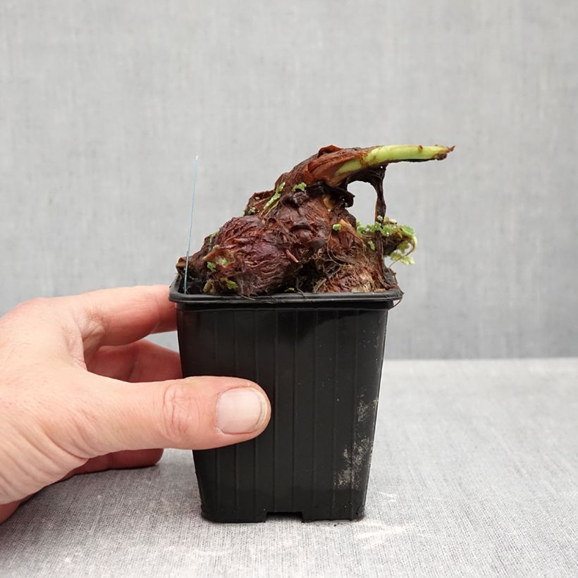 Exemplar von Colocasia esculenta - Taro Kleine Töpfe von 8/9 cm wie im Herbst geliefert