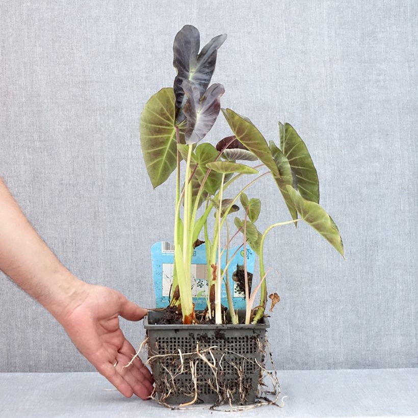 Example of Colocasia esculenta - Taro Topf mit 4L/5L as you get in ete