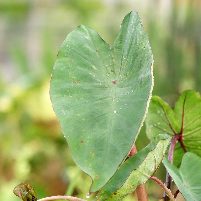 Colocasia esculenta Tea cup - Taro (Foliage)