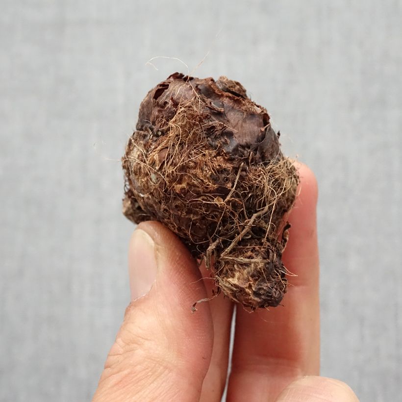 Example of Colocasia Hawaiian Punch - Taro Zwiebel size I as you get in printemps