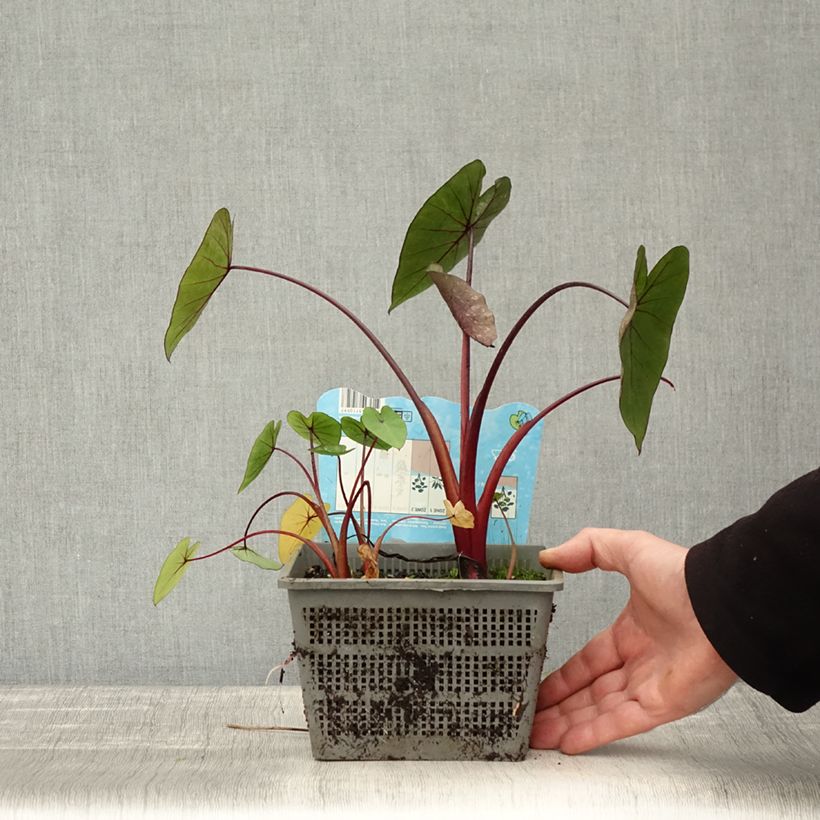 Example of Colocasia Hawaiian Punch - Taro Topf mit 4L/5L size 18/20 as you get in automne