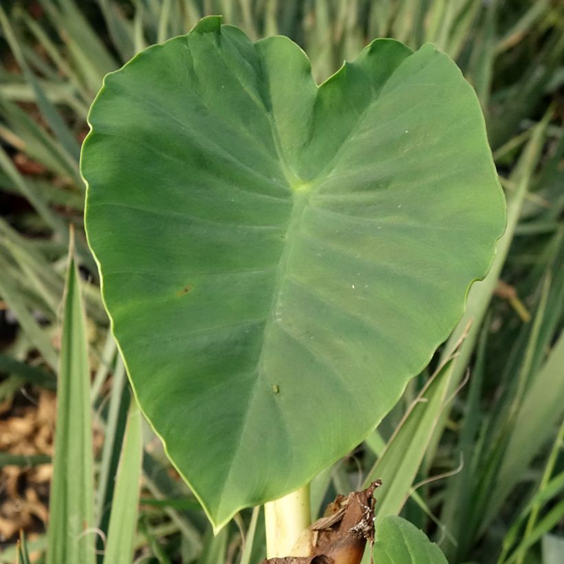 Colocasia Jack's Giant - Taro (Foliage)