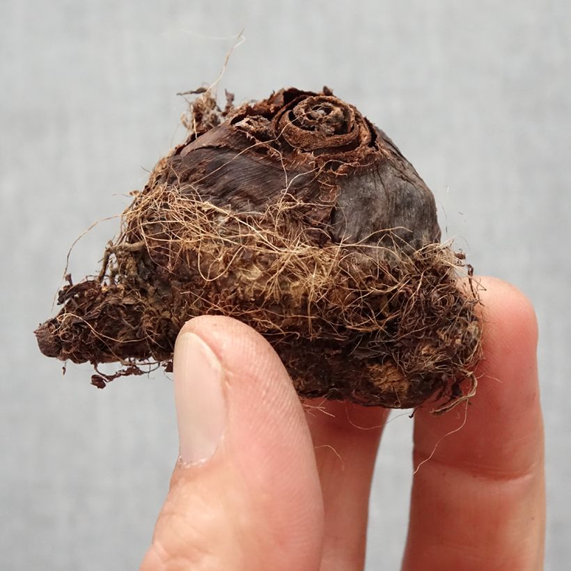 Example of Colocasia Kona Coffee - Taro Zwiebel size I as you get in printemps