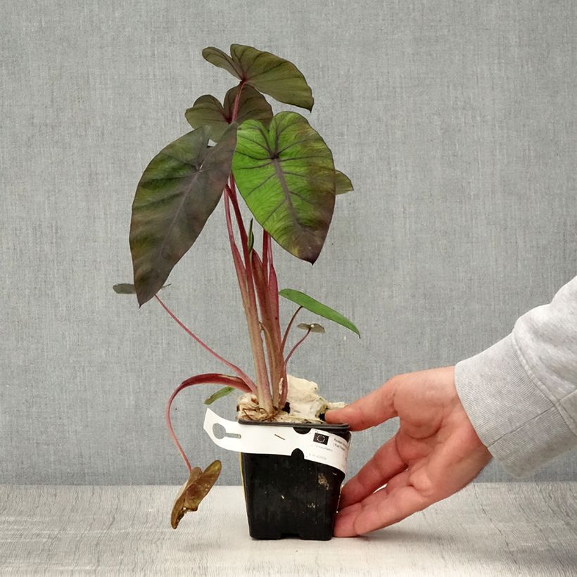 Example of Colocasia Madeira - Taro Kleine Töpfe von 8/9 cm as you get in ete