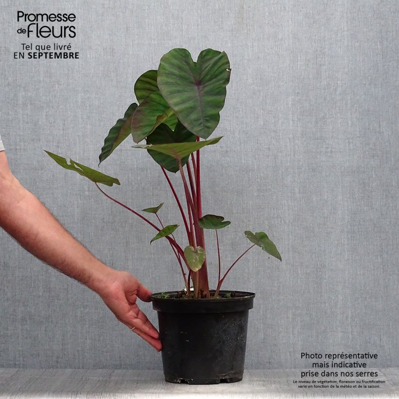 Example of Colocasia Madeira - Taro Topf mit 3L/4L as you get in automne