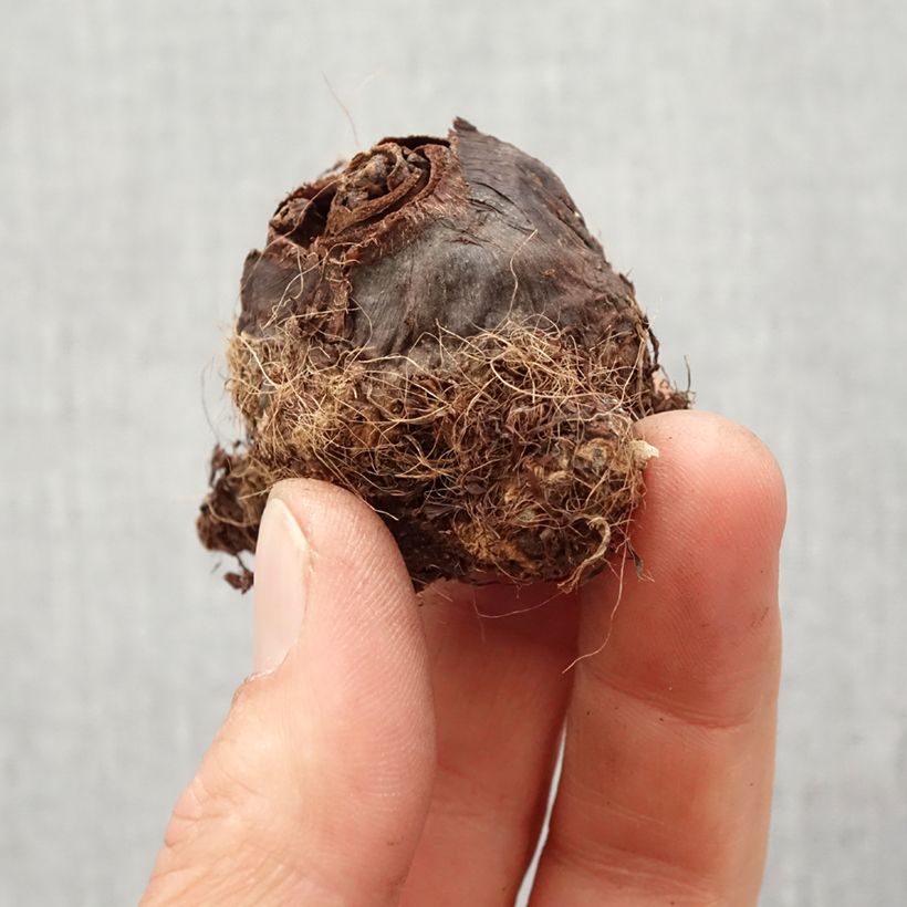Example of Colocasia Maui Gold - Taro Zwiebel size I as you get in printemps