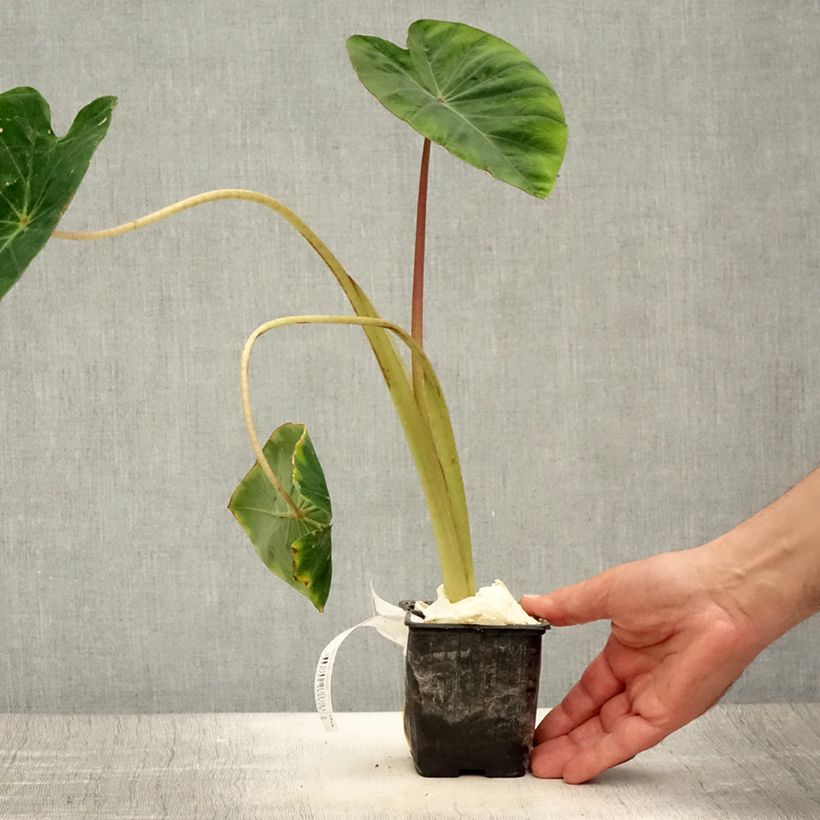 Example of Colocasia Pink China - Taro Kleine Töpfe von 8/9 cm as you get in ete