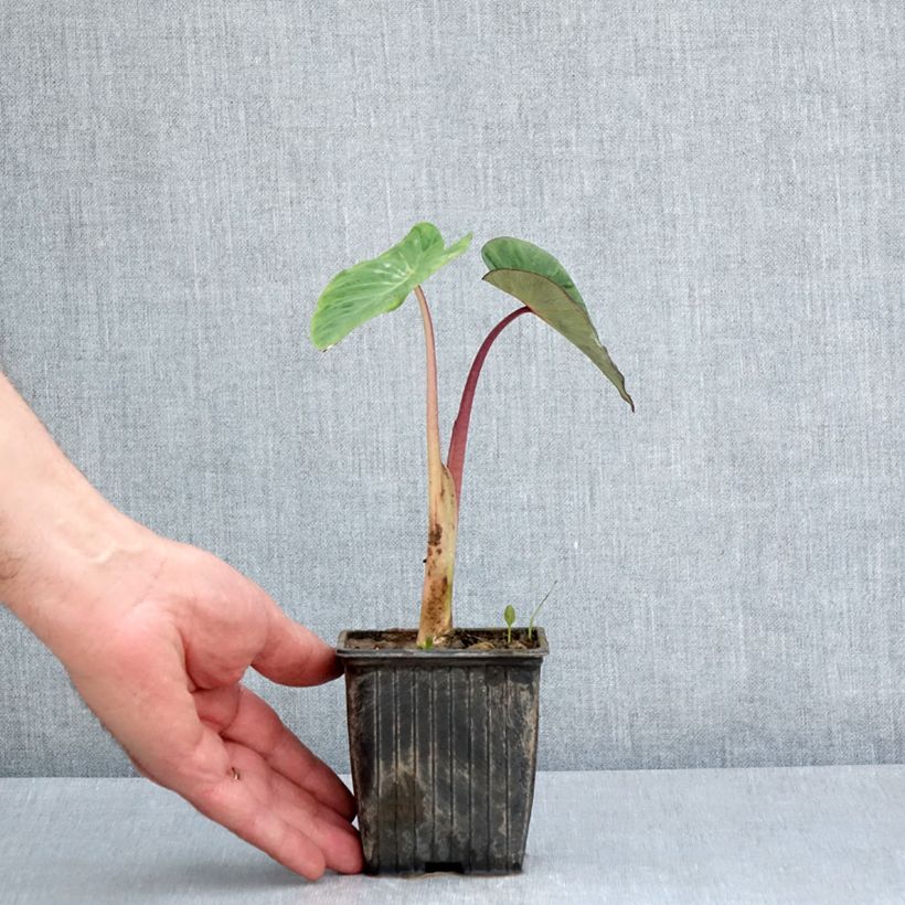 Exemplar von Colocasia Pink China - Taro Kleine Töpfe von 8/9 cm wie im Frühjahr geliefert