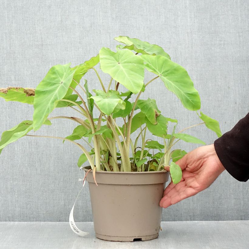 Exemplar von Colocasia Red Eyed Gecko - Taro Topf mit 4L/5L wie im Herbst geliefert