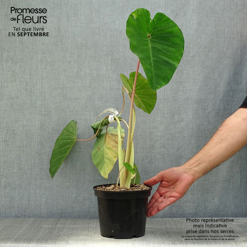 Example of Colocasia Sangria - Taro Topf mit 3L/4L as you get in automne