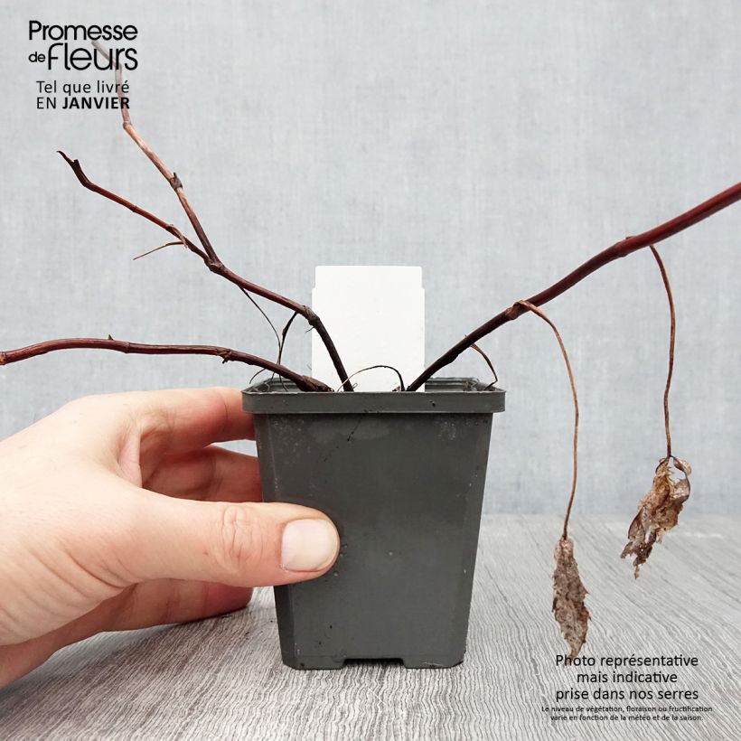 Exemplar von Comarum palustre - Sumpf-Blutauge Kleine Töpfe von 8/9 cm wie im Winter geliefert