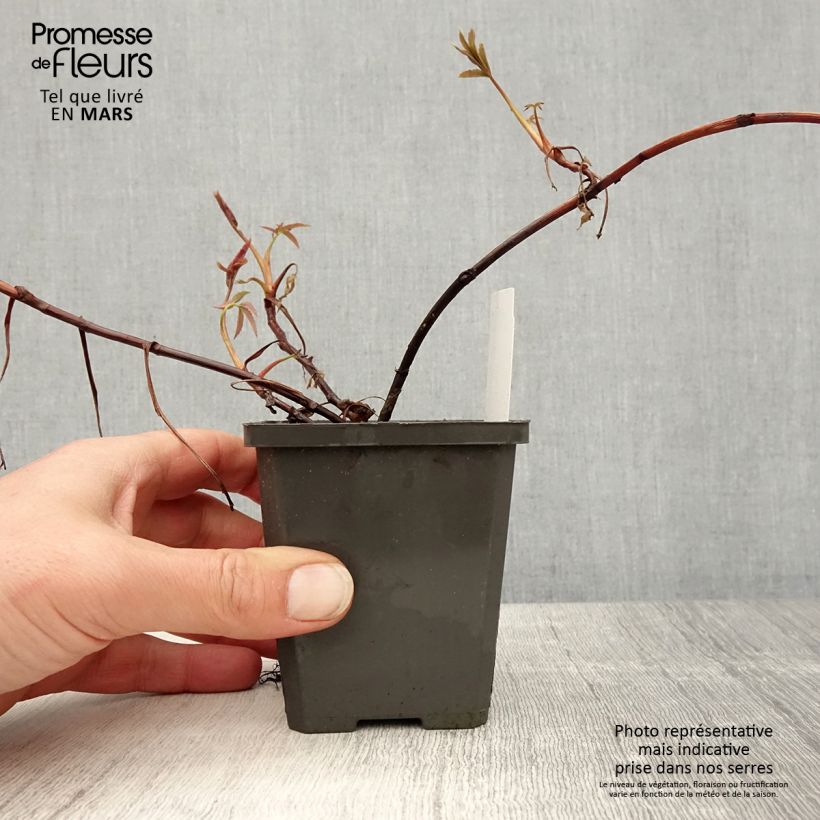 Exemplar von Comarum palustre - Sumpf-Blutauge Kleine Töpfe von 8/9 cm wie im Frühjahr geliefert