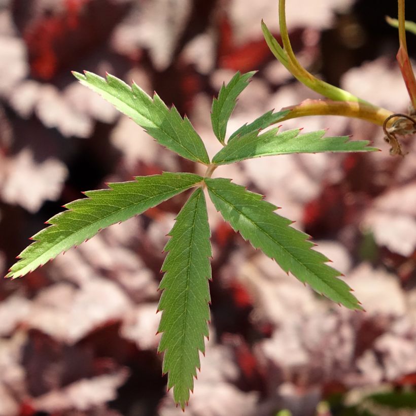 Comarum palustre - Sumpf-Blutauge (Foliage)