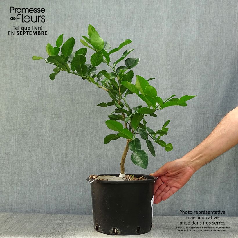 Example of Kafir-Limette - Citrus hystrix Topf mit 4L/5L as you get in automne