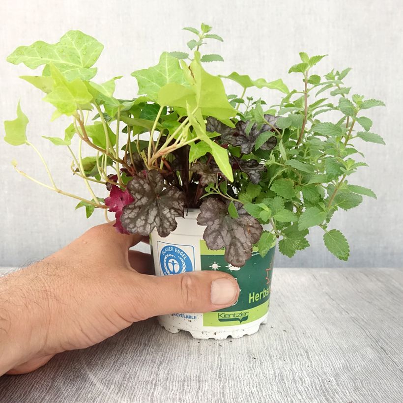 Exemplar von Herbstbrise - Zusammensetzung aus 3 Pflanzen Topf 12 cm / 13 cm wie im Sommer geliefert