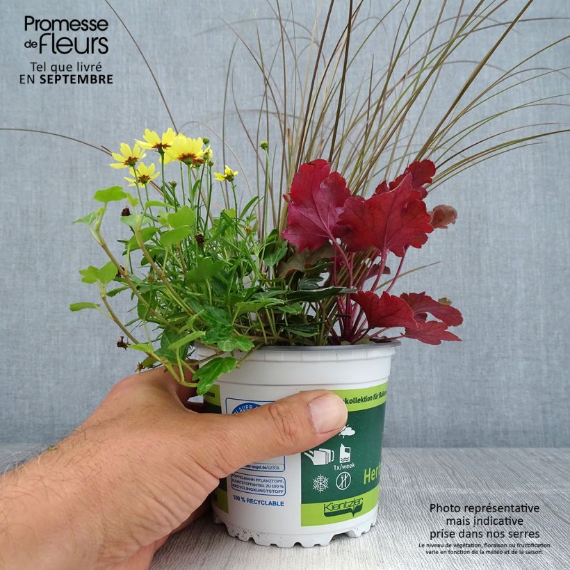 Example of Freudevolle Komposition - Zusammensetzung aus 4 Pflanzen Topf 12 cm / 13 cm as you get in automne