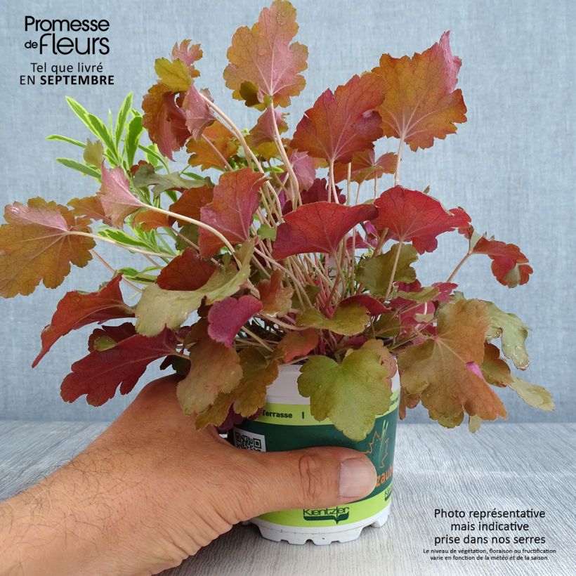 Example of Zusammensetzung Hidden Treasure - eine Komposition aus 3 Pflanzen Topf 12 cm / 13 cm as you get in automne