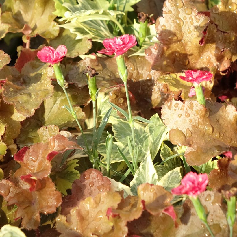 Lucky Charm Zusammensetzung - eine Zusammensetzung aus 3 Pflanzen (Foliage)