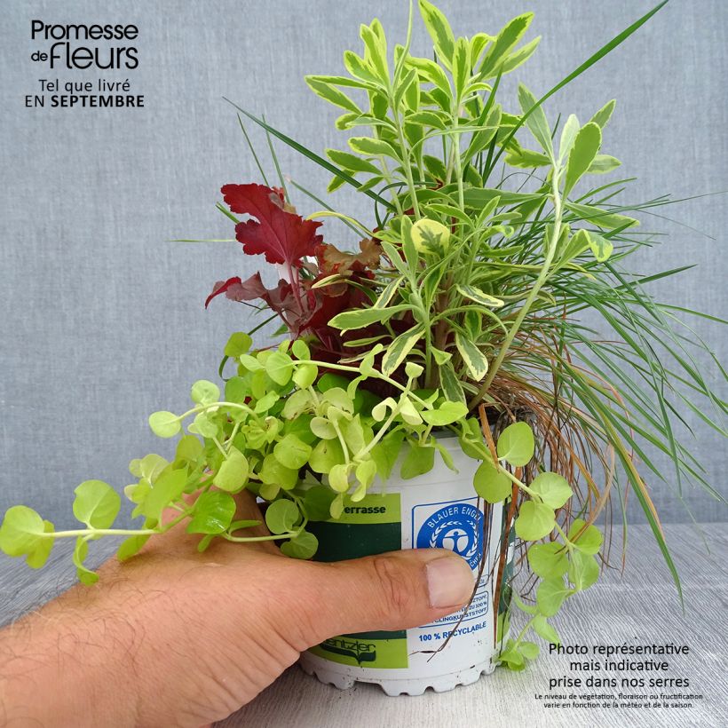 Example of Herbstlicht-Komposition - Komposition aus 4 Pflanzen Topf 12 cm / 13 cm as you get in automne