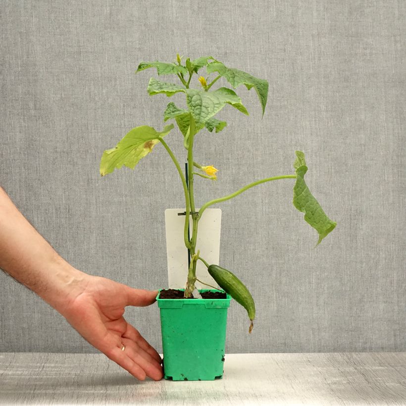 Example of Veredelte Salat-Gurke Bella (Veredelt) Topf 10 cm/11cm as you get in printemps