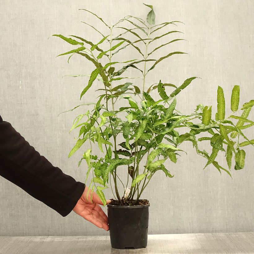 Example of Coniogramme emeiensis - Goldener Zebra-Farn Topf mit 2L/3L as you get in automne