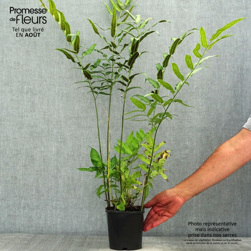 Exemplar von Coniogramme emeiensis - Goldener Zebra-Farn Topf mit 2L/3L wie im Sommer geliefert