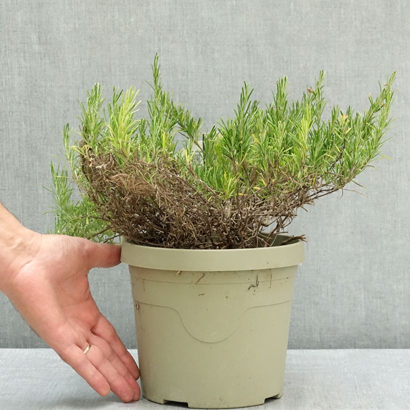 Exemplar von Conradina Little Rosie - Faux romarin Pot de 3L/4L wie im Sommer geliefert