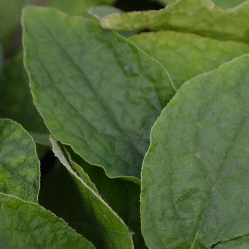 Kleiner Kaukasus-Beinwell - Symphytum grandiflorum (Foliage)