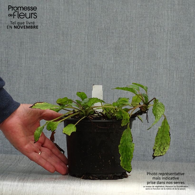 Example of Kleiner Kaukasus-Beinwell - Symphytum grandiflorum Topf mit 2L/3L as you get in automne