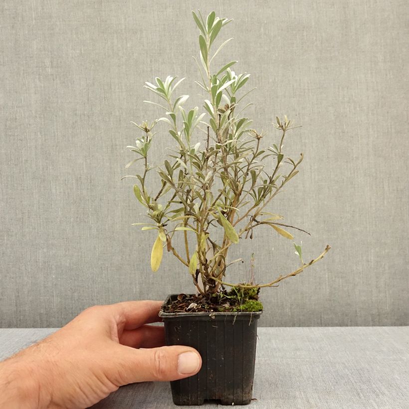 Exemplar von Convolvulus cneorum - Brennende Winde Kleine Töpfe von 8/9 cm wie im Sommer geliefert