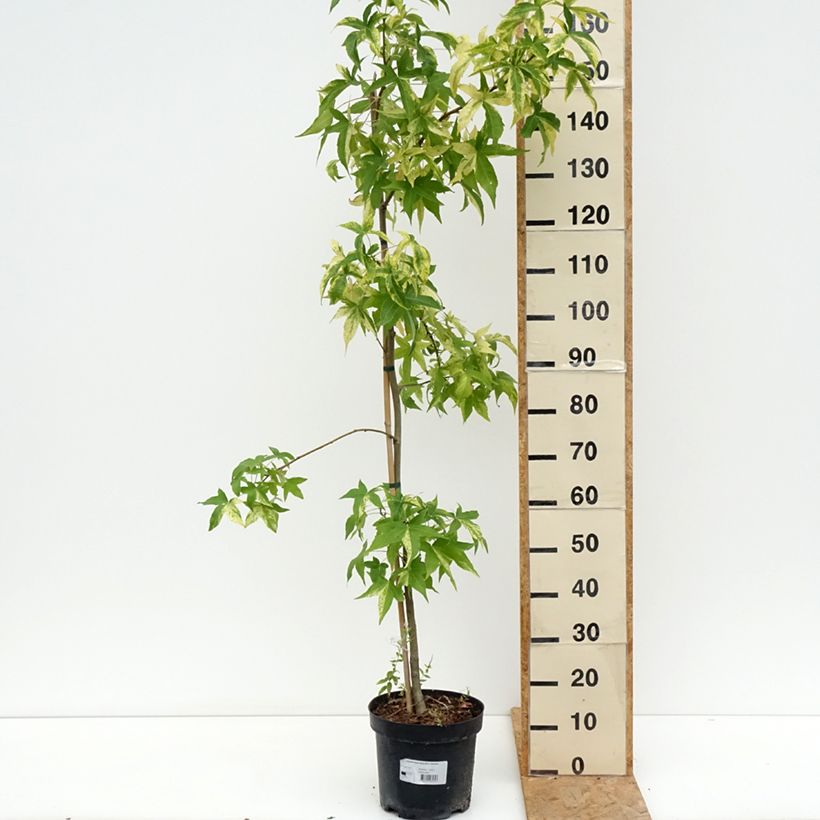 Example of Liquidambar styraciflua Aurora - Amberbaum Topf mit 4L/5L as you get in ete