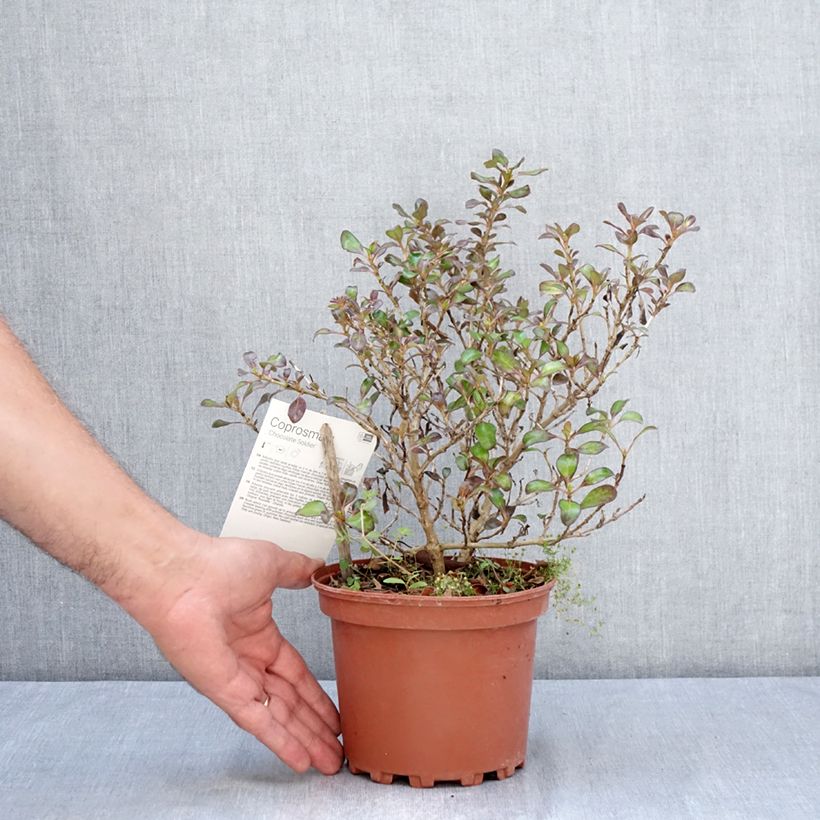 Example of Coprosma Chocolate Soldier Topf mit 2L/3L as you get in ete