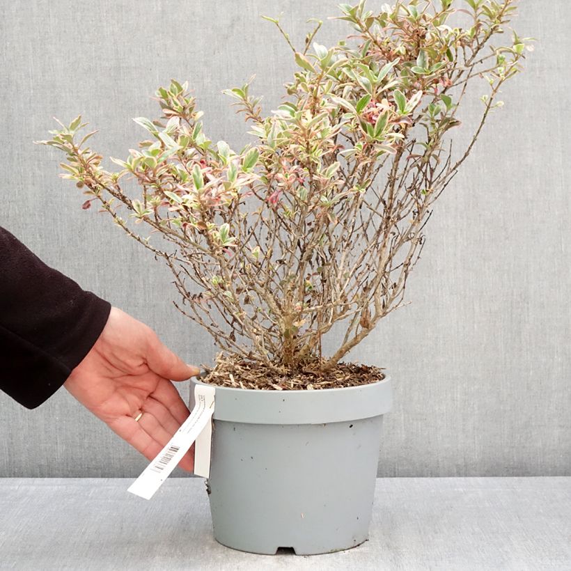 Exemplar von Coprosma Pacific Dawn Topf mit 2L/3L wie im Frühjahr geliefert