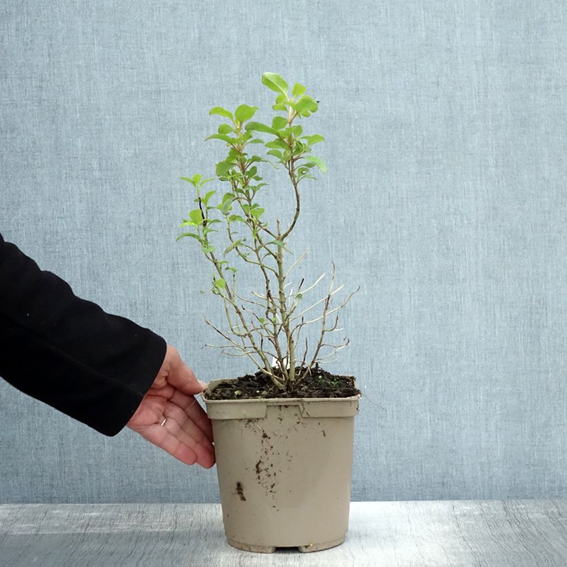 Example of Coprosma robusta Pina colada Topf mit 3L/4L as you get in automne