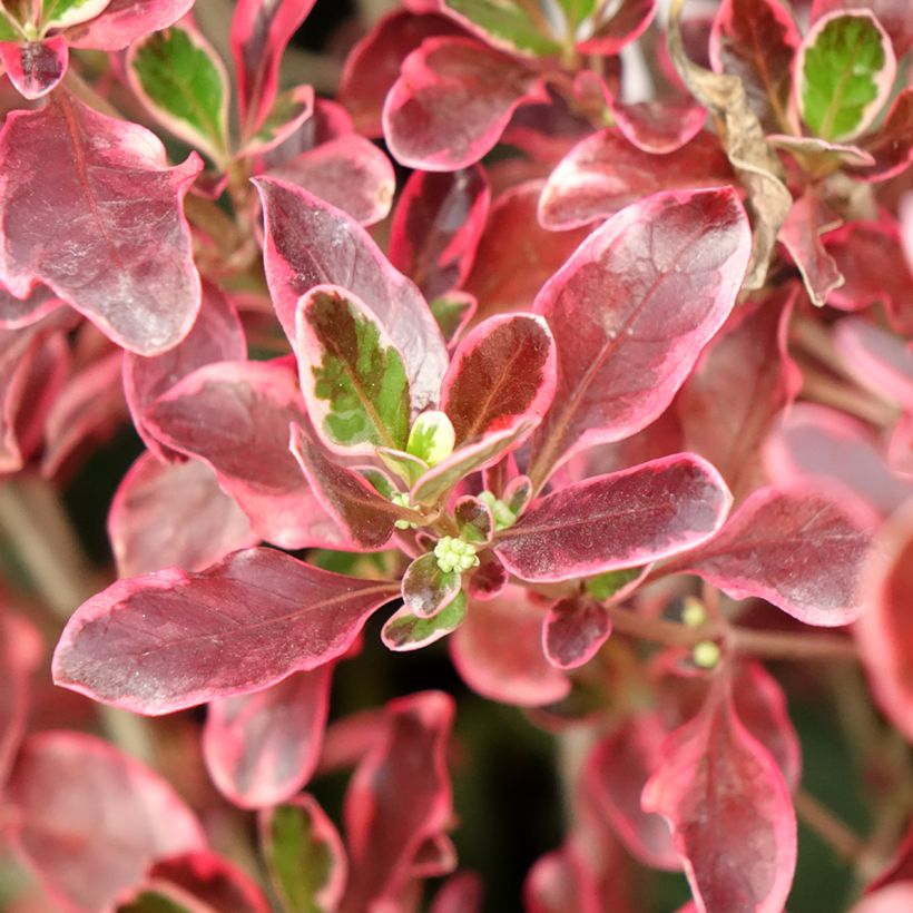 Coprosma repens Eclipse (Laub)