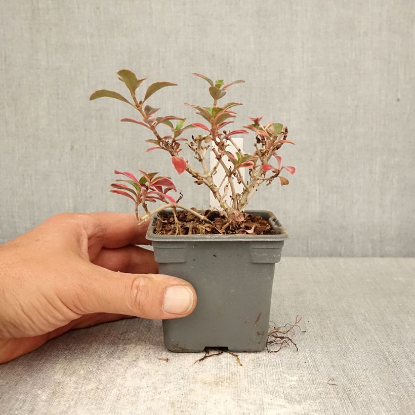 Exemplar von Coprosma repens Fire Burst Kleine Töpfe von 8/9 cm wie im Frühjahr geliefert