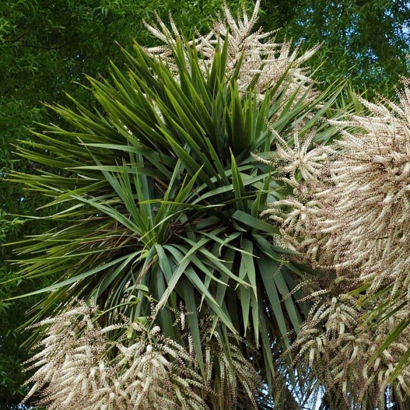 Cordyline australis - Keulenlilie (Foliage)