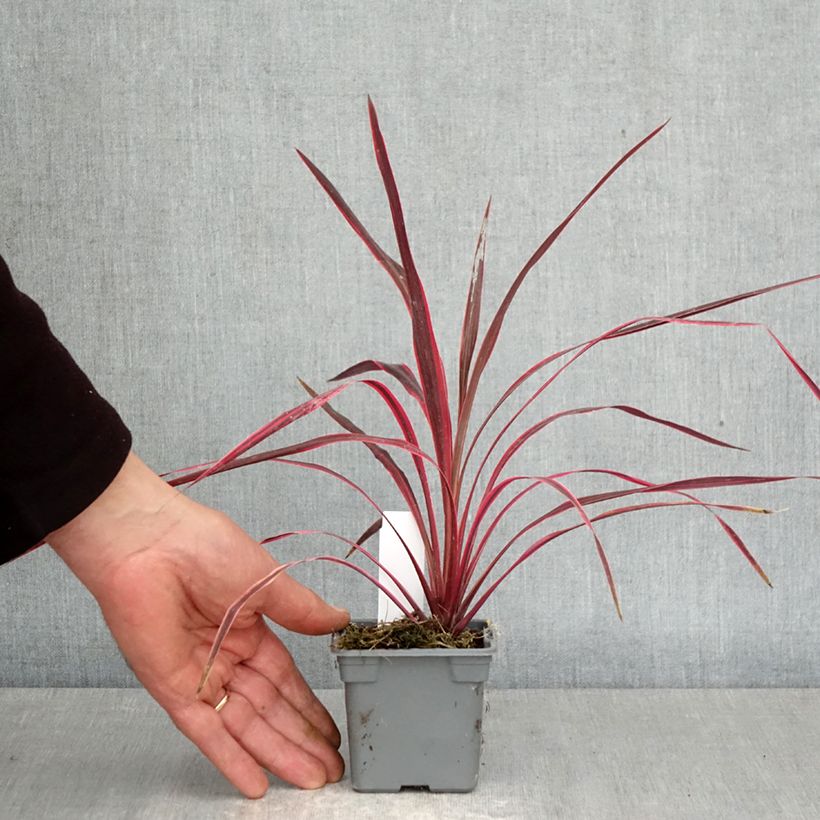 Exemplar von Cordyline australis Cherry Sensation - Keulenlilie Kleine Töpfe von 8/9 cm wie im Frühjahr geliefert