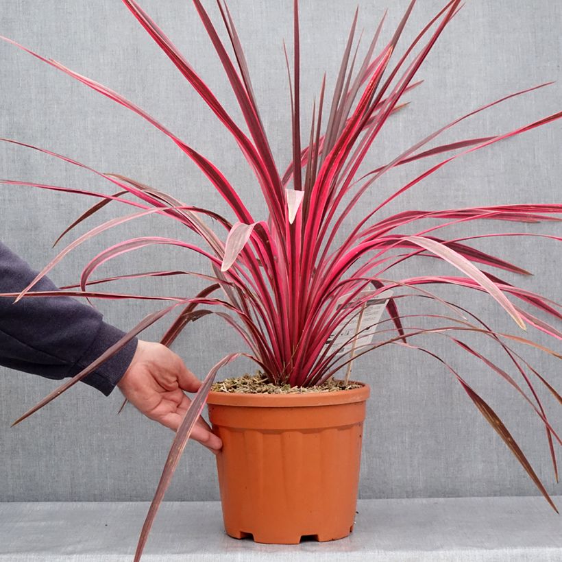 Exemplar von Cordyline australis Cherry Sensation - Keulenlilie Topf mit 6L/7L wie im Frühjahr geliefert